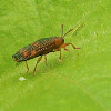 Lantana Leafminer Beetle