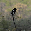 Magpie Shrike