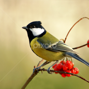 Great Tit by Milan Horejsi - Animals Birds