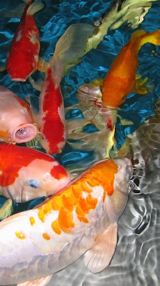 鯉のライブ壁紙 Androidアプリ Applion