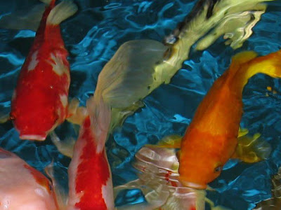 【印刷可能】 鯉 壁紙 iphone 311117-鯉 壁紙 iphone