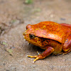 Tomato frog