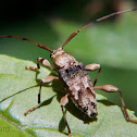 Long horn beetle