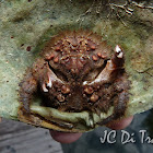 Shellback crab