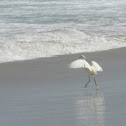 Snowy Egret