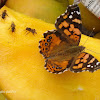 South american painted lady