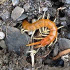 Scolopendra cingulata