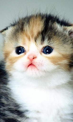 Scottish Fold Wallpapers