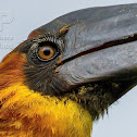 Rufous Hornbill ♂