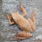 Spring Peeper