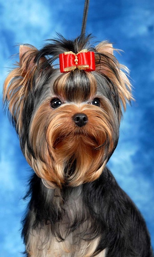 Yorkshire Terrier es 1