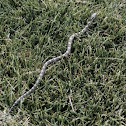 Western Rat Snake (juvenile)
