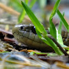Coast terrestrial garter snake