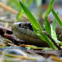 Coast terrestrial garter snake