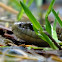 Coast terrestrial garter snake