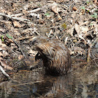 Muskrat