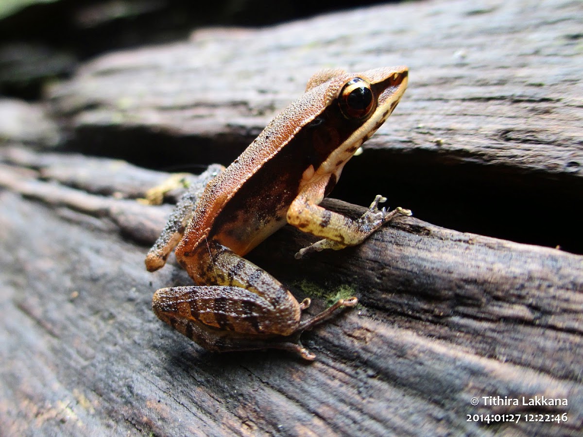 Common wood Frog