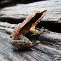 Common wood Frog