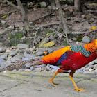 Golden Pheasant or "Chinese Pheasant"(Male)