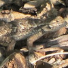 Western Fence Lizard