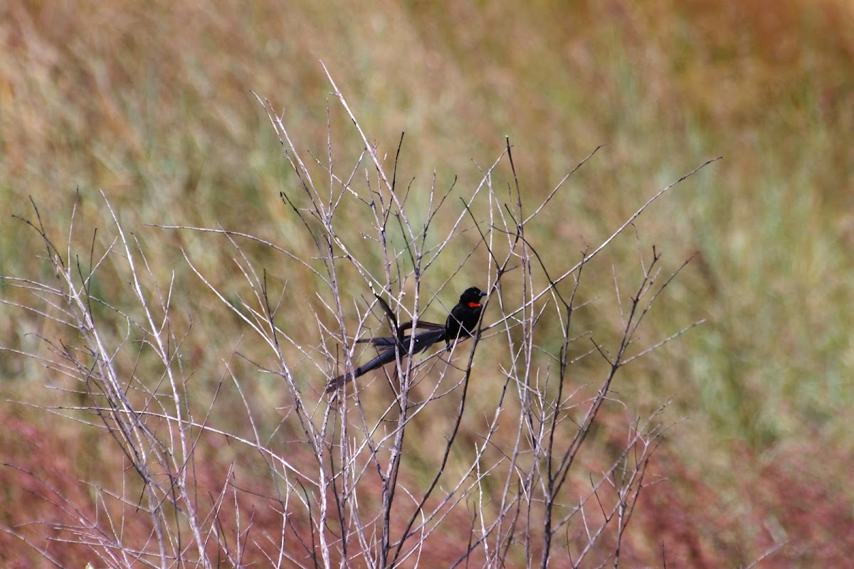 Red-collared Widowbird