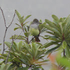 brown crested flycatcher