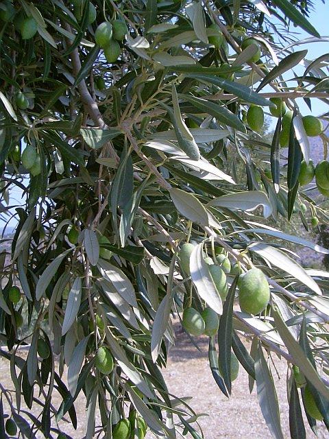 Mediteranean Olive Tree & fruit