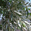 Mediteranean Olive Tree & fruit