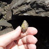 Mediterranean Cone Snail