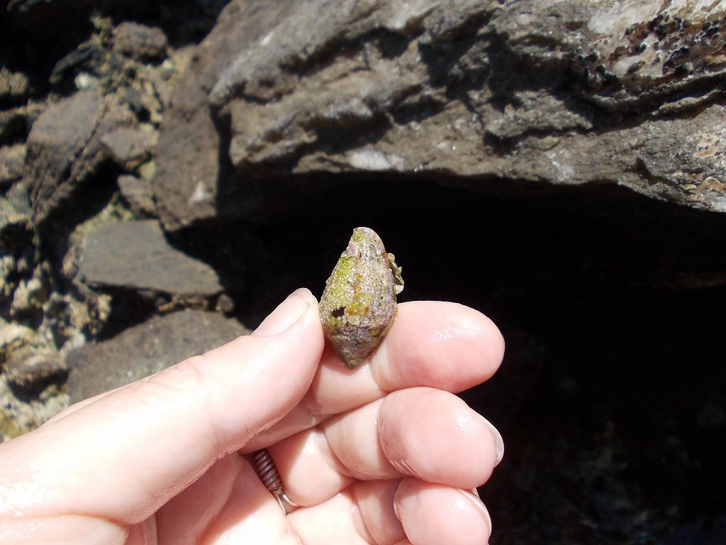 Mediterranean Cone Snail