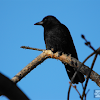 Norhtwestern Crow