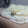 European common gecko