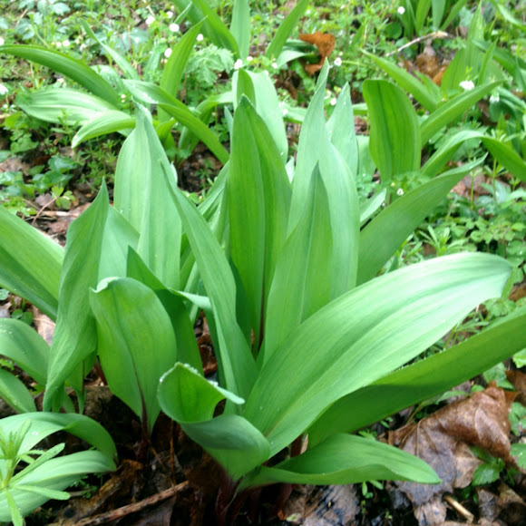 Wild leek, Ramp Project Noah