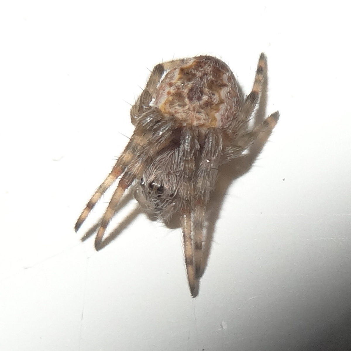 Tiny orb spider
