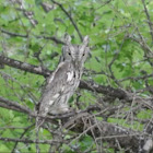 Eastern Screech Owl (grey morph)