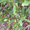 Bayberry bush