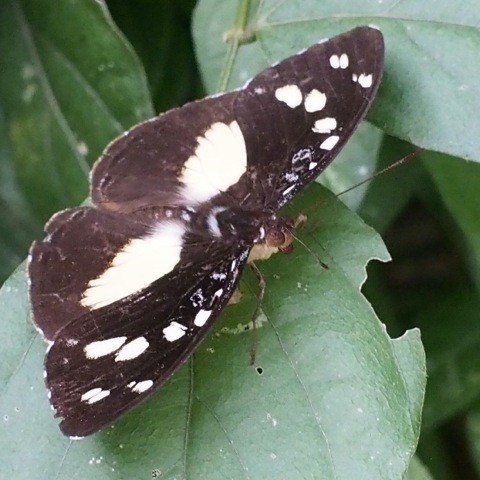 Forest Glade Nymph (male)