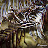 Feather Star Squat Lobster