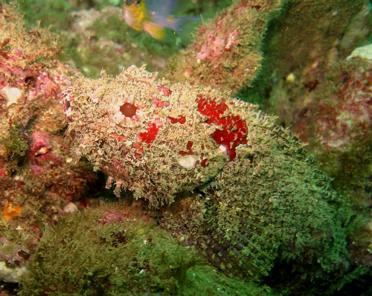 Stone scorpionfish