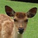 Deer Wallpaper , 壁紙 鹿