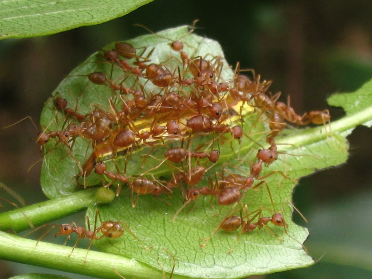 caterpillar & Weaver ants