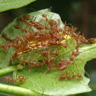 caterpillar & Weaver ants