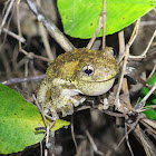Emerald-Spotted Tree Frog, Peron's Tree Frog