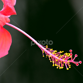 by Jayantakumar Das - Flowers Flower Buds
