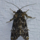 Noctuid Moth