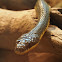 Dos cocorite or Neotropical Bird Snake