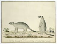 Suricata suricatta (Meerkats)
