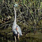 Great blue heron