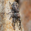 Hoary Servaea Jumping spider