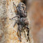 Hoary Servaea Jumping spider
